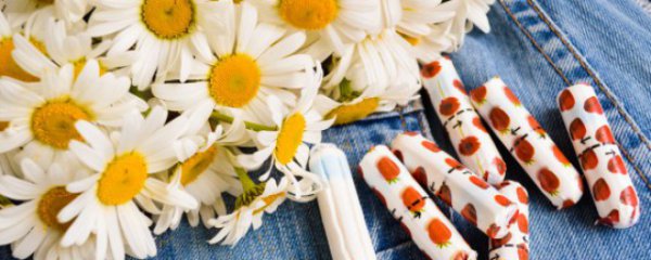 洋甘菊适合种室内吗