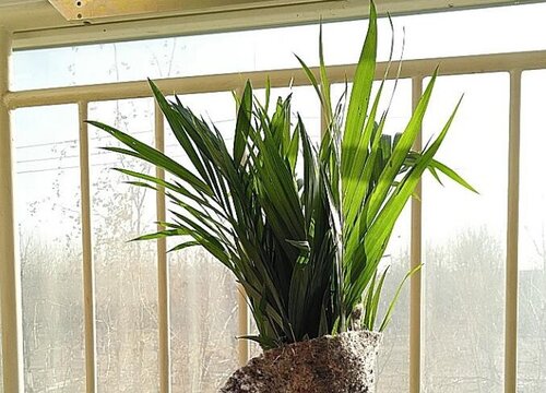 散尾葵放在什么位置好