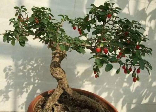 枸杞根的功效与作用及食用方法