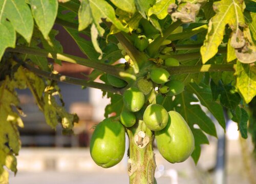 台湾盛产什么水果有名