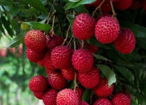 台湾盛产什么水果有名