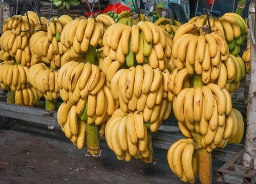 台湾盛产什么水果有名