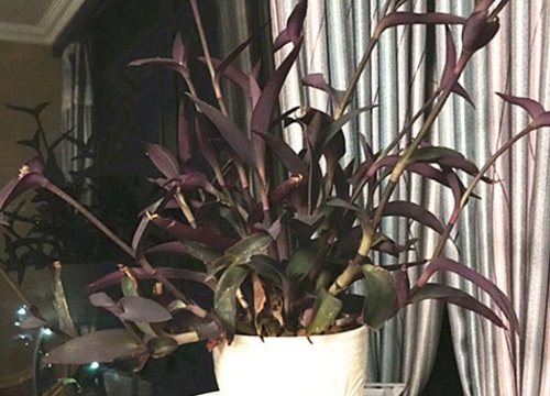 紫鸭跖草花期是什么时候