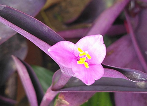 紫鸭跖草花期是什么时候