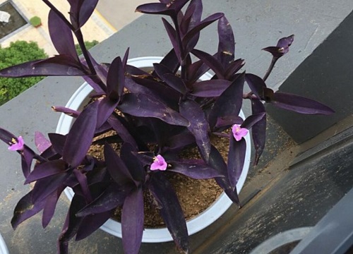 紫鸭跖草花期是什么时候