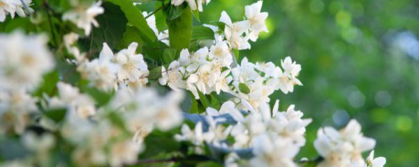 茉莉在什么季节修剪