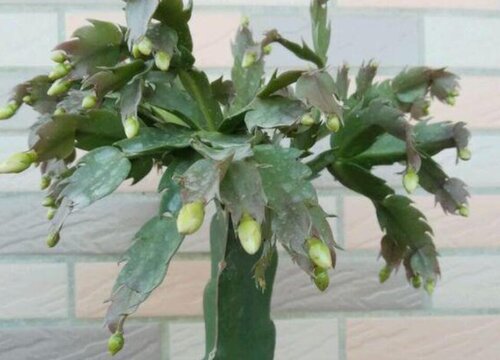 火龙果嫁接的蟹爪兰如何养护成活率高