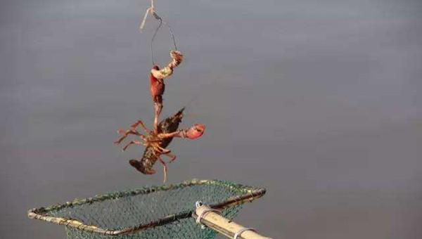 小龙虾用什么钓的概率大