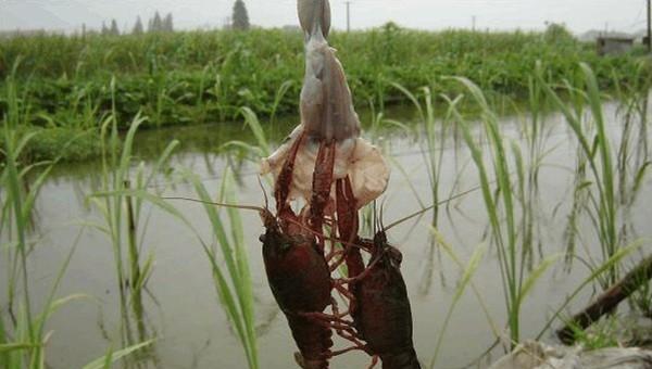 小龙虾用什么钓的概率大