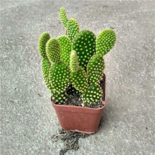 仙人掌有多少品种图片