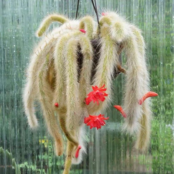 仙人掌有多少品种图片