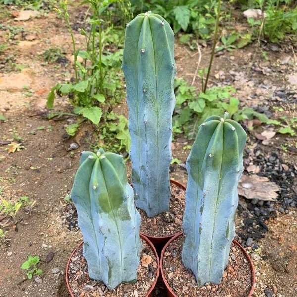 仙人掌有多少品种图片