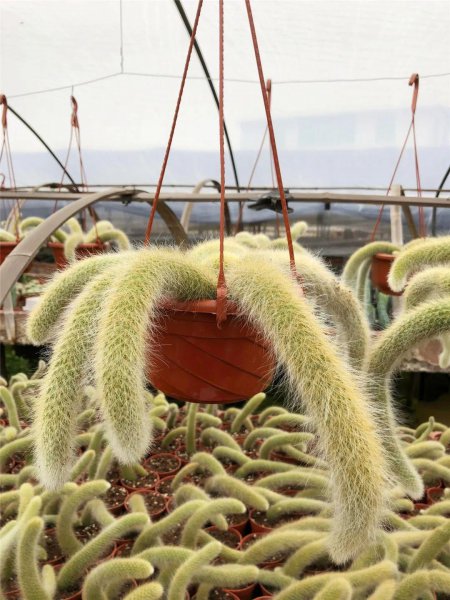 仙人掌有多少品种图片