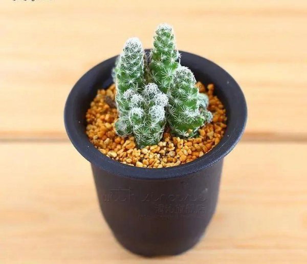 仙人掌有多少品种图片