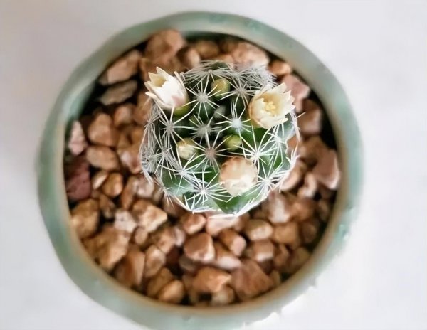 仙人掌有多少品种图片