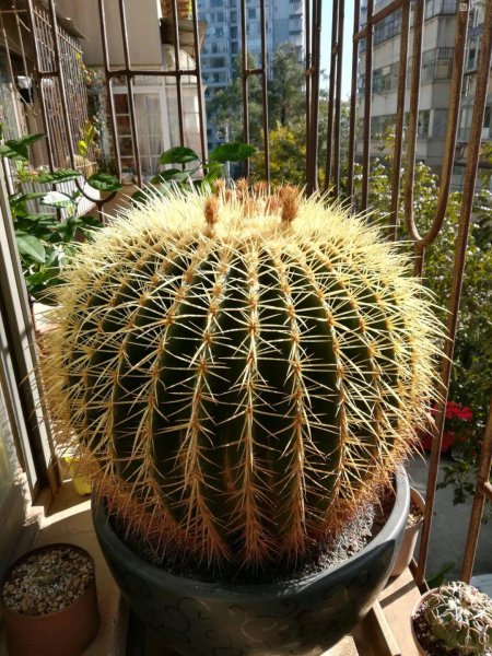 仙人掌有多少品种图片