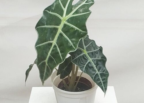 海芋养在室内有毒吗