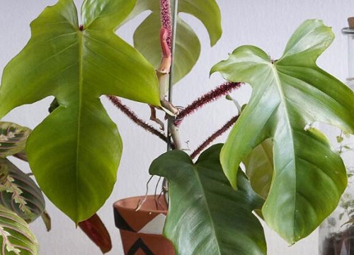 海芋养在室内有毒吗