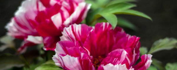 家放什么花草好看又旺财