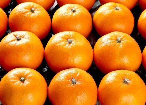 沃柑是热带水果吗