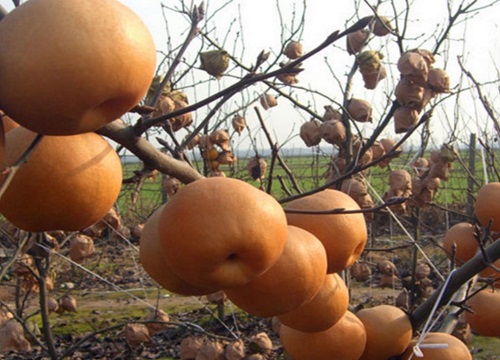 晚秋黄梨病虫害防治技术与方法措施