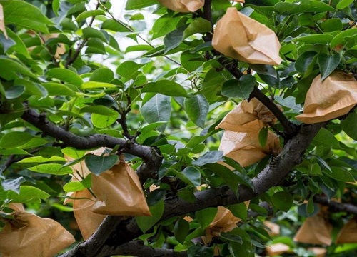 晚秋黄梨病虫害防治技术与方法措施