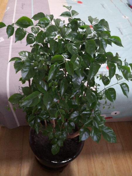 幸福树叶子发黄干枯掉落怎么办