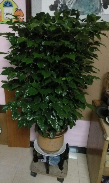 幸福树叶子发黄干枯掉落怎么办