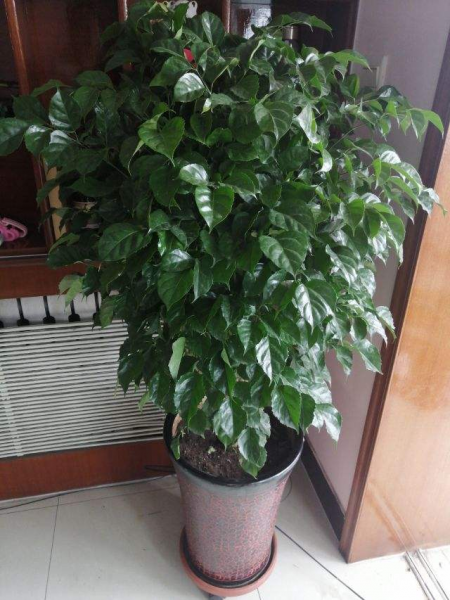 幸福树叶子发黄干枯掉落怎么办