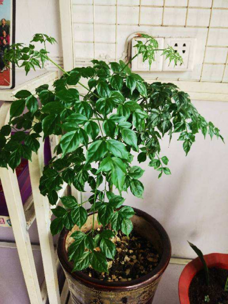 幸福树叶子发黄干枯掉落怎么办