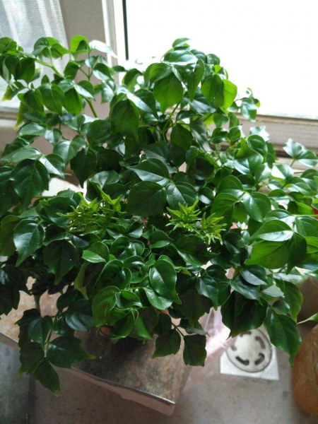 幸福树叶子发黄干枯掉落怎么办