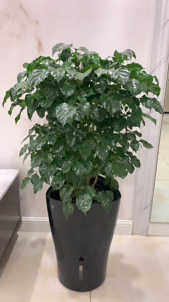 幸福树叶子发黄干枯掉落怎么办