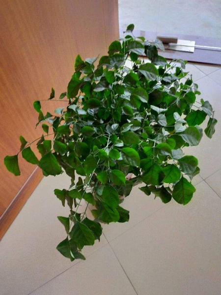 幸福树叶子发黄干枯掉落怎么办