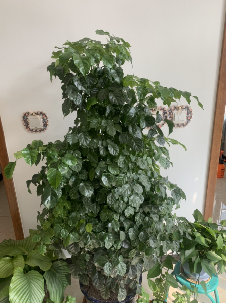 幸福树叶子发黄干枯掉落怎么办