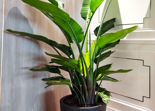 家里养天堂鸟花吉利吗