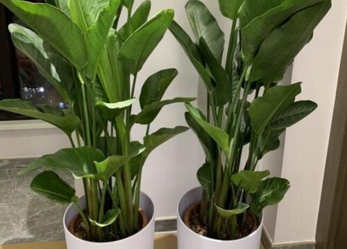 家里养天堂鸟花吉利吗