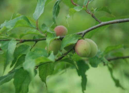 院子西北角种什么树风水好