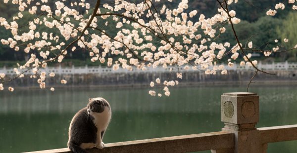 蓝白猫是什么品种