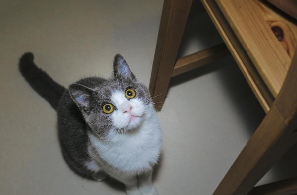 蓝白猫是什么品种