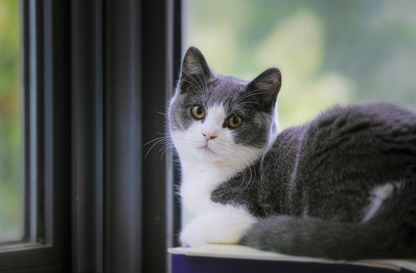 蓝白猫是什么品种