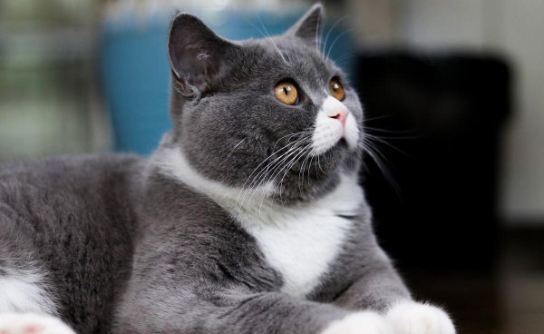 蓝白猫是什么品种