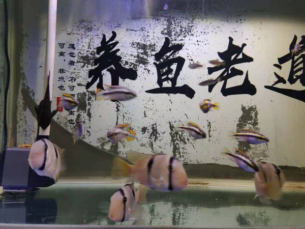 给鱼消炎用什么药最好