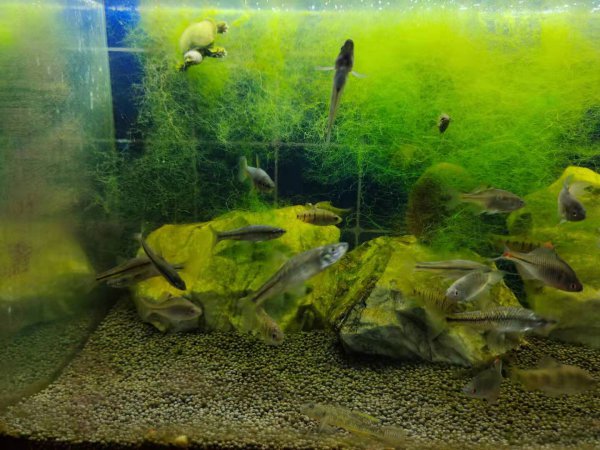 给鱼消炎用什么药最好