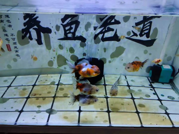 给鱼消炎用什么药最好