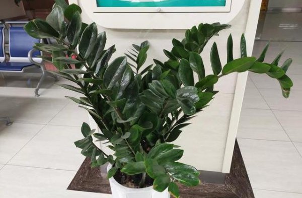 氮肥和硫酸亚铁可同时浇花吗