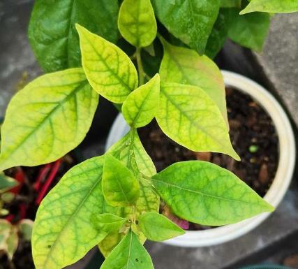 氮肥和硫酸亚铁可同时浇花吗