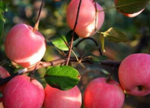 苹果一年四季都有吗