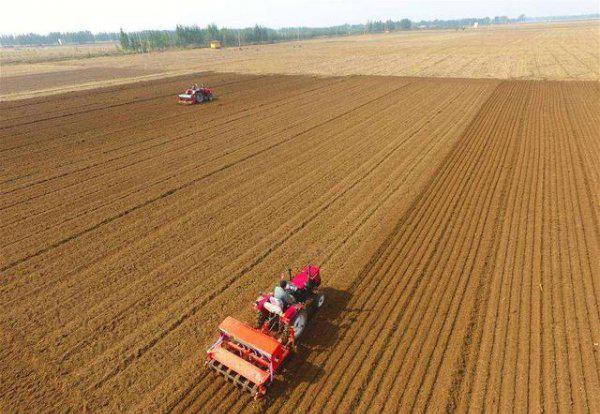 冬小麦的最佳播种时间