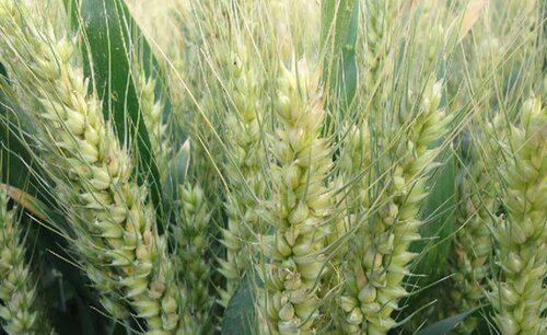 冬小麦的最佳播种时间