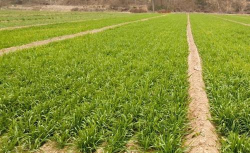 冬小麦的最佳播种时间